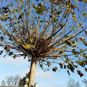 Hoveniersbedrijf Hemmes image 2