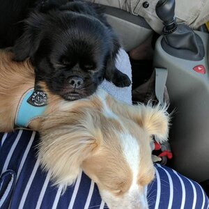 Hondenuitlaatservice Anouska image 4