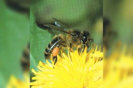 Bijen hebben imkers nodig