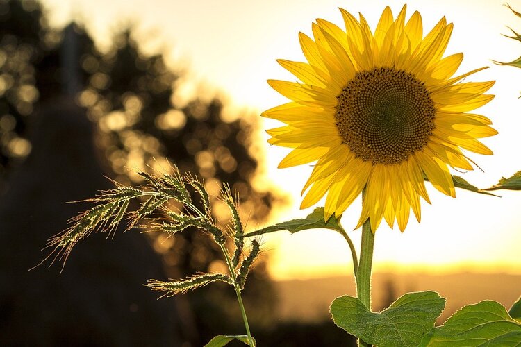 Energetisch onderzoek van jouw aura bij Inspiri