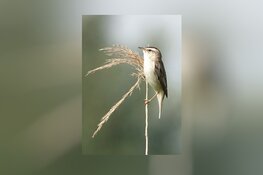 Vogelseizoen voor jongeren weer van start