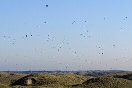 Trekvogels tellen op 3 en 4 oktober