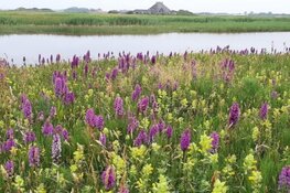 PWN vraagt omgeving om mee te praten over natuurontwikkeling in Zanderij-Noord