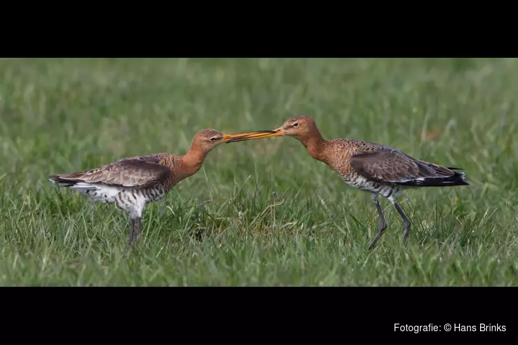 Grutto fotoworkshop in Hempolder bij Akersloot