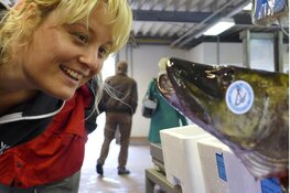 Open Dag Dilvis: Kom langs bij een ambachtelijk visbedrijf