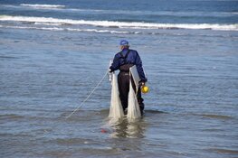 Ontdek het Castricumse strand met het IVN