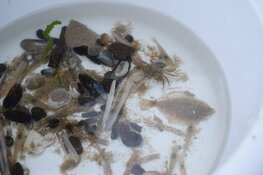 Ontdek het Castricumse strand met het IVN