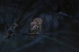 Ervaar het belang van donkerte tijdens de Nacht van de Noord-Hollandse natuur