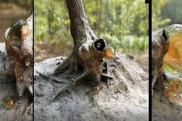 Gaan we oude karakteristieke bomen bewaren in een virtuele wereld?