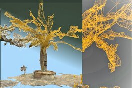 Gaan we oude karakteristieke bomen bewaren in een virtuele wereld?