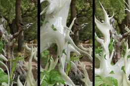 Gaan we oude karakteristieke bomen bewaren in een virtuele wereld?