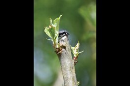 Boomdichtjes in de Tuin van Kapitein Rommel