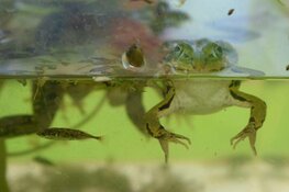 Slootjesdag Bakkum 11 juni 2023