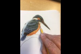 IJsvogel tekenen in het CreaCafé