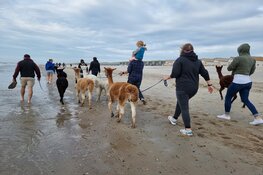 Kom jij kamperen bij de alpaca's in Zeeland?