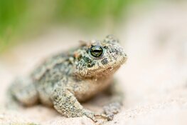 Omvorming naaldbos naar open duingebied goed voor de natuur