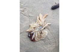 Ga mee op ontdekkingstocht op het strand van Castricum