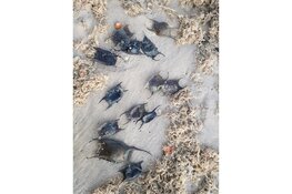 Ga mee op ontdekkingstocht op het strand van Castricum