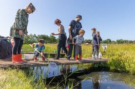 Slootje vissen in Bakkum op 16 juni Op zoek naar de geelgerande watertor en waterschorpioen