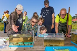 Slootje vissen in Bakkum op 16 juni Op zoek naar de geelgerande watertor en waterschorpioen