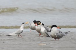 Lezing over meeuwen en sterns