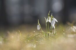 Fris en grotendeels droog winterweer, vanaf dinsdag temperaturen iets omhoog