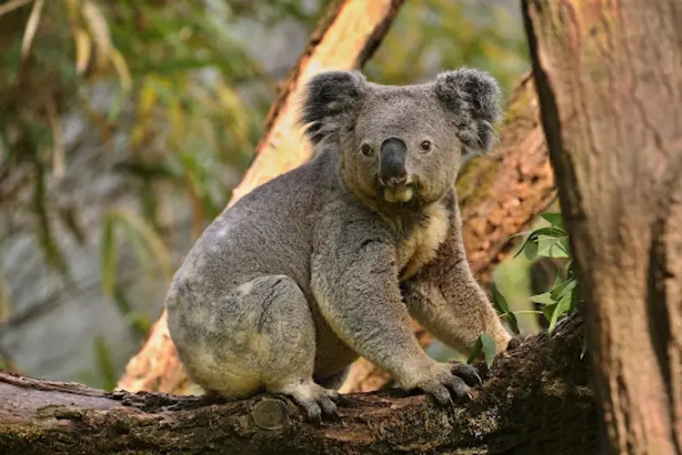 Het zijn bijzondere dagen in Ouwehands Dierenpark