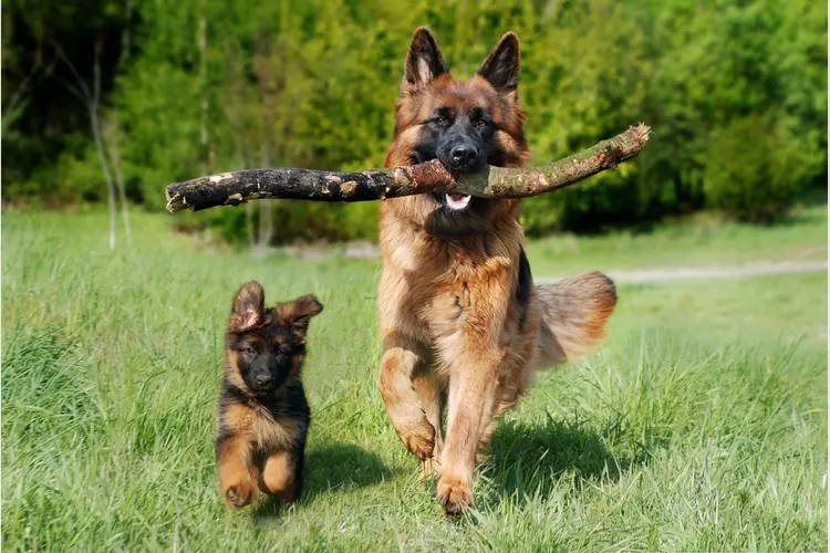 Pas op voor grasaren: controleer uw hond