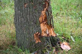 Automobilist verliest macht over het stuur en komt tegen boom terecht in Castricum