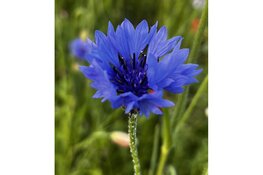 Castricum vergroent: Bomenhub Bakkum deelt gratis zaden en stekjes uit