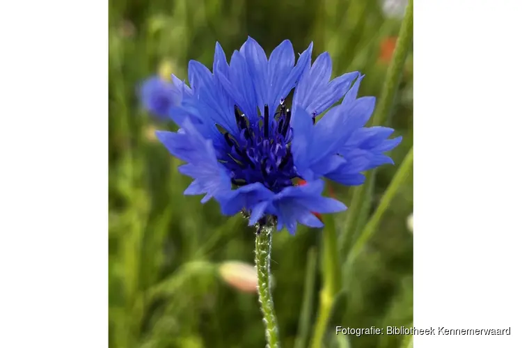 Castricum vergroent: Bomenhub Bakkum deelt gratis zaden en stekjes uit