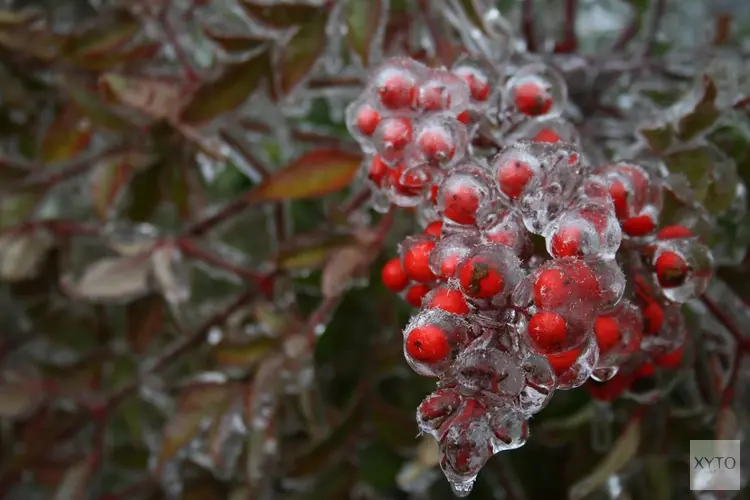 Winter dit weekend officieel van start. Witte kerst zeer onwaarschijnlijk, maar wel flink kouder