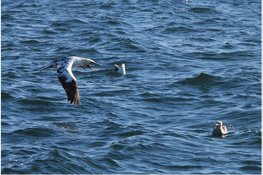 Zeevogels bekeken van de andere kant Lezing door Zeevogelpionier Mardik Leopold