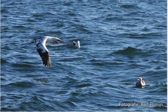 Zeevogels bekeken van de andere kant Lezing door Zeevogelpionier Mardik Leopold