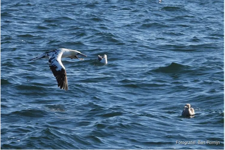 Zeevogels bekeken van de andere kant Lezing door Zeevogelpionier Mardik Leopold