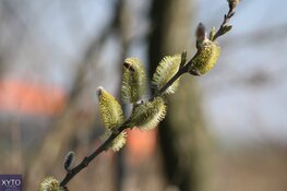 Meteorologische lente van start dit weekend