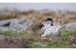 Gezamenlijke natuurorganisaties roepen op: Bescherm de jonkies!