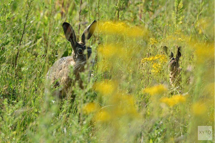 Zomertijd begint wisselvallig, maar richting Pasen steeds zachter weer