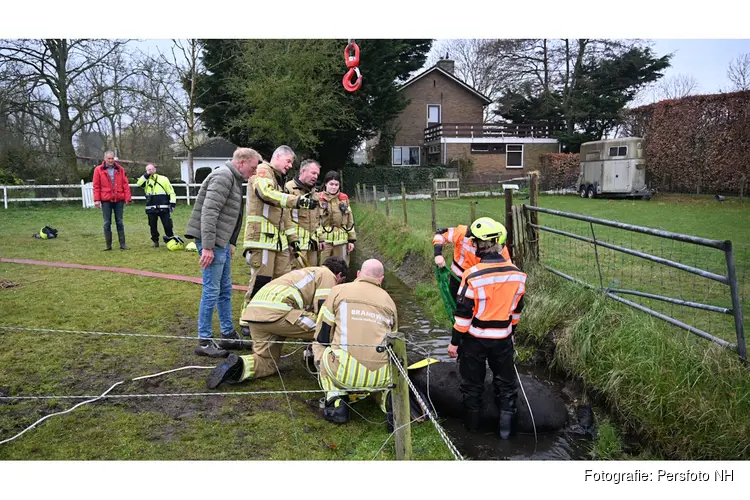 Paard gered uit sloot in Castricum