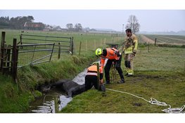 Paard gered uit sloot in Castricum
