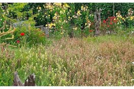 Lezing Heemtuin, door Cees Baart, zaterdag 4 juli, 14.00u in PWN Bezoekerscentrum De Hoep, Castricum