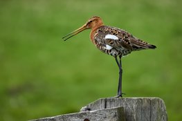 Afspraken om grutto's beter te beschermen