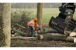 Iepenziekte maakt snelle kap in juli 2026 noodzakelijk