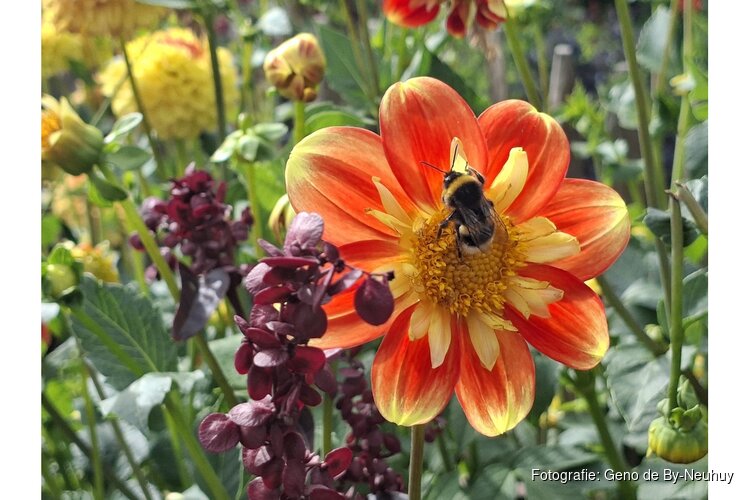 Open Tuinenweekend Heemskerk
