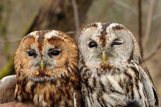 Lezing Roofvogels en uilen in de Amsterdamse Waterleidingduinen, door Fred Koning.