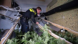 Daling aantal ontmantelde hennepkwekerijen