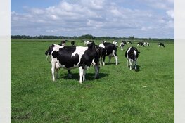 De beste boeren wonen in de stad