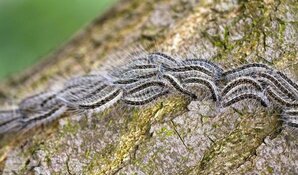 Eikenprocessierups rukt op in Noord-Holland: nesten in Castricum verwijderd