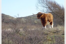 Duin- en strandjutwandeling