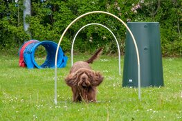 Bezoek de Kynologen Club West-Friesland op Dag van de Hond